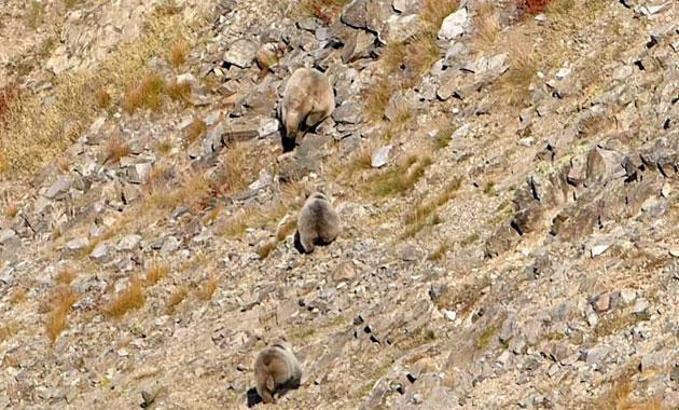 Doğu Karadeniz’de sayıları artan ayılar korkutuyor
