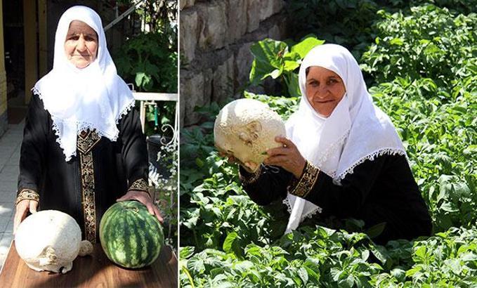Bahçesinde yetişen karpuz büyüklüğündeki mantar şaşırttı
