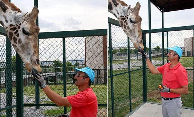 Zürafa Zambak'ın en sevdiği meyve yenidünya