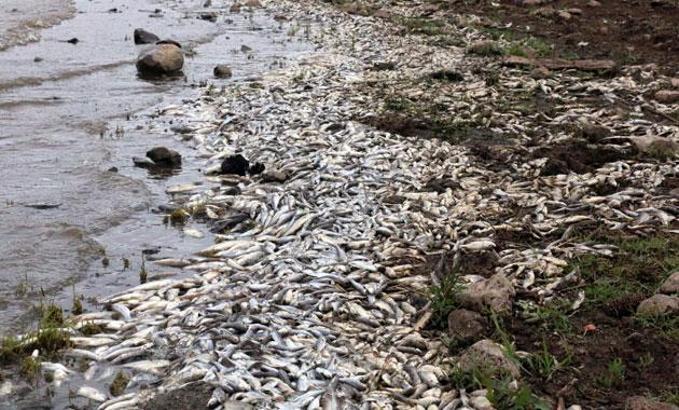 Siverek'teki baraj gölünde balıklar kıyıya vurdu