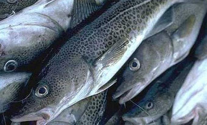 Türk bilim insanlarının çalışması tıp literatürüne girdi, uzmanlar paça çorbası yerine Morina balığını önerdi