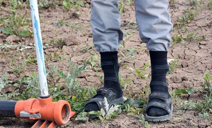 Türkiye'nin bitmeyen 'kene' kâbusu