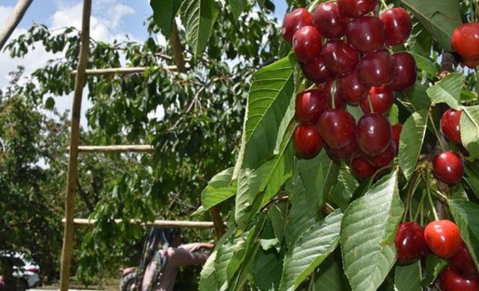 Dünya pazarında yarışan kirazın kalitesinin sırrı, Akşehir Gölü