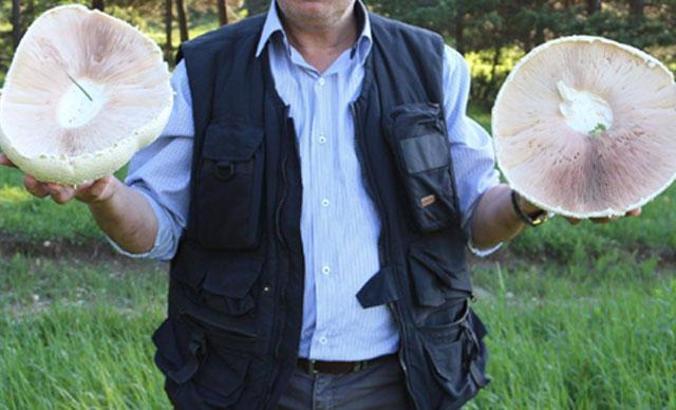 Dev mantarlar şaşırtıyor