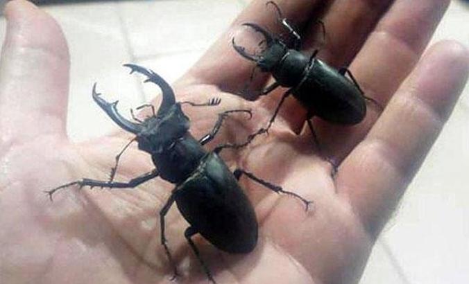 Koruma altındaki geyik böceği satışına ağır ceza