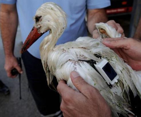 Bilimsel araştırma için verici takılan leylek, 2300 euro telefon faturası getirdi