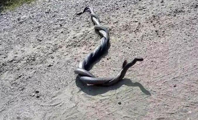 Yılanların 'çiftleşme dansı'