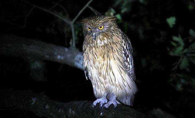 Nesli tehdit altındaki Balık Baykuşu’na koruma