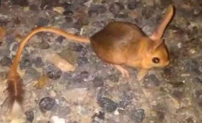 Elazığ'da kanguru faresi görüntülendi