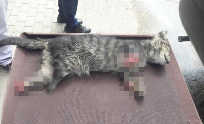 Bursa'da 4 ayağı kesilmiş yavru kedi ölüsü bulundu