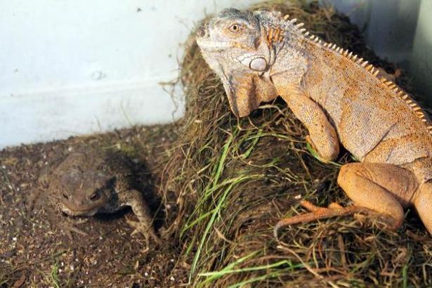 İguana ve kurbağayı aynı kafeste besliyor