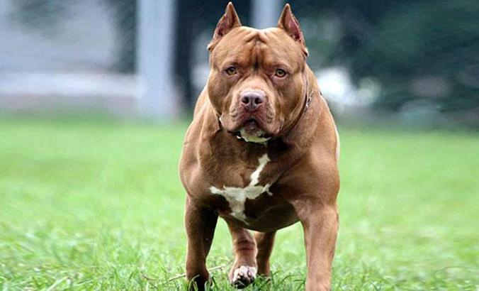 Pitbull yasağını dinleyen yok