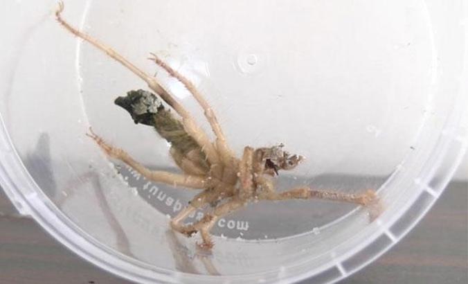 Kayseri'de et yiyerek beslenen örümcek görüldü