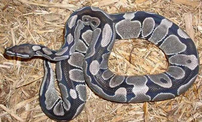 İnternetten yasa dışı piton satışı