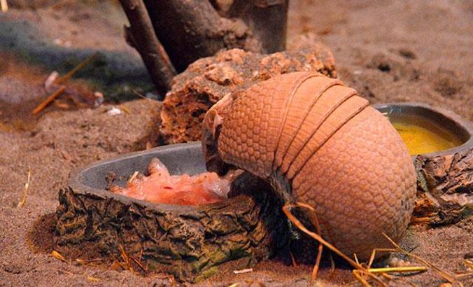 Wild Park'a armadillo geldi