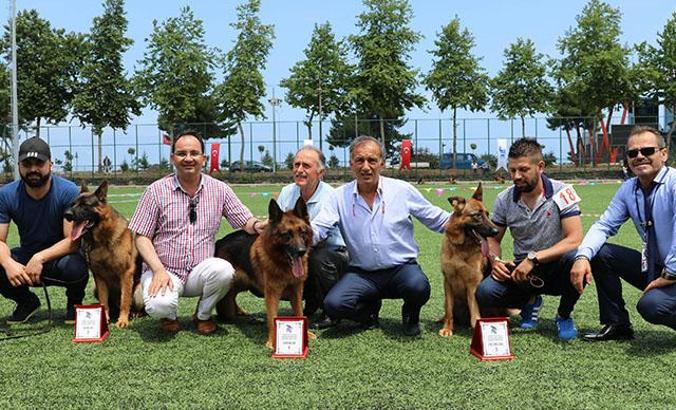Alman kurdu köpekler yarıştı, 'Zibbo' birinci oldu