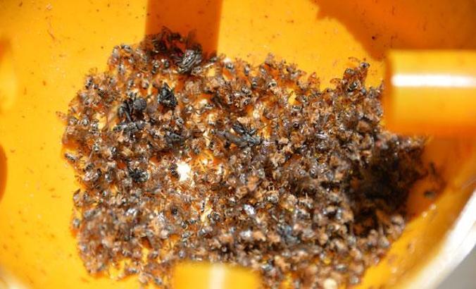 İhracatta 'Akdeniz meyve sineği' korkusu