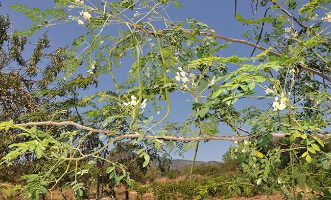 Datça'da moringa ağacı yetiştiriyor