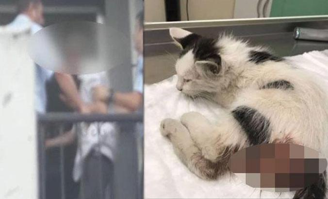 Kediye tecavüz soruşturması: Şüpheliye 3 yıla kadar hapis istemi