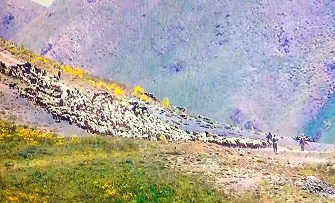 İran askerleri sınırda 970 hayvana el koydu, 4 çobanı gözaltına alındı