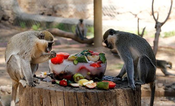 Ayı ve maymunlara buzlu meyve diyeti