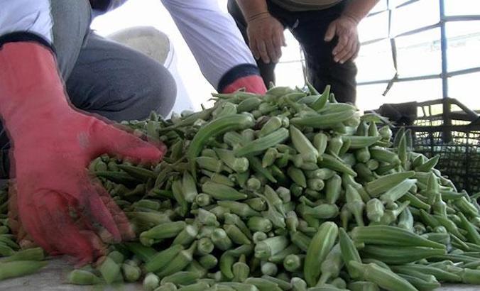 Güneş altında zorlu bamya hasadı