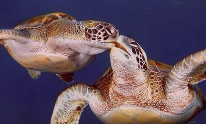 İnternetten caretta caretta kabuğundan tespih satışı