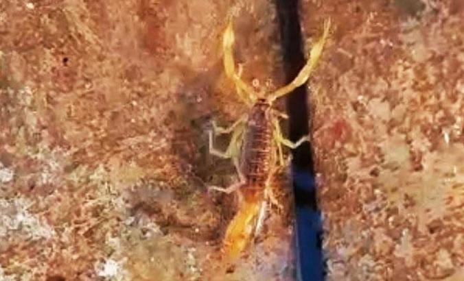 İslahiye'de en zehirli akrep türü görüldü