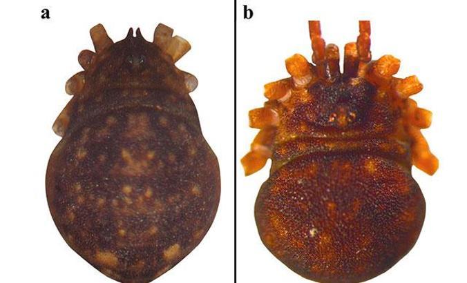Türkiye'de yeni örümcek türü keşfedildi