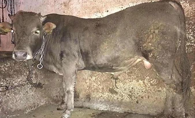 Sahibinden satılık kurbanlık