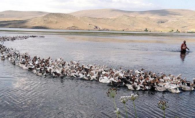 Yüzlerce kaz ile gölde yüzüyor