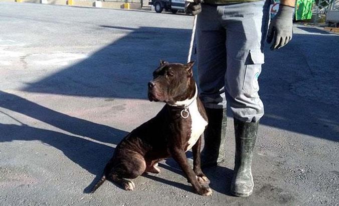 Beslenmesi yasak köpek besleyen 2 kişiye, 12 bin 600 lira ceza