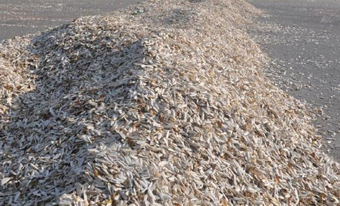 ''Çekirdek depresyona iyi geliyor''