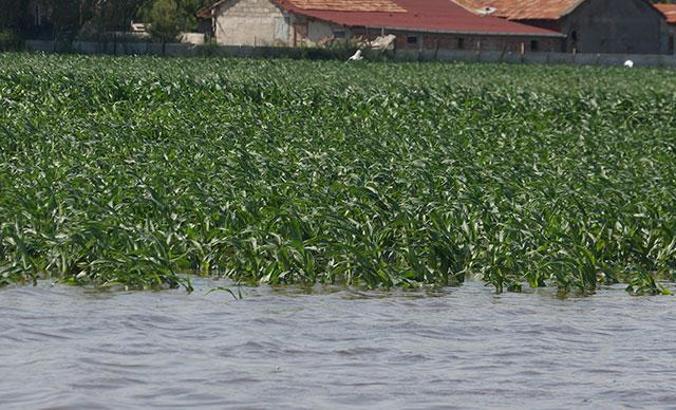 Bafra Ovası'nda tarım arazileri su altında
