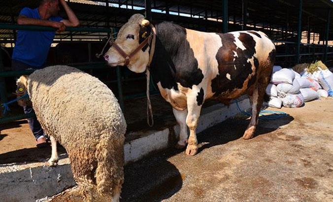 1100 kiloluk 'Kral'ı alana, 130 kiloluk koyun hediye