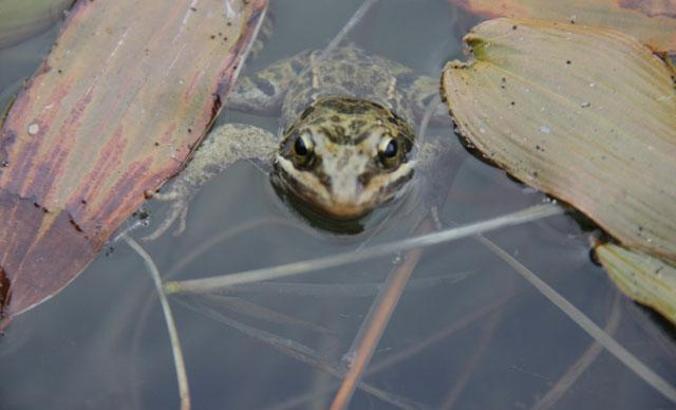Dünyanın ötmeyen tek kurbağası Ulukışla göllerinde