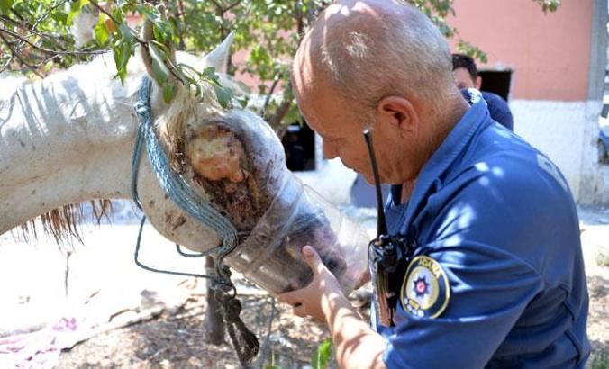 Gözü oyulduğu öne sürülen at, tedaviye alındı
