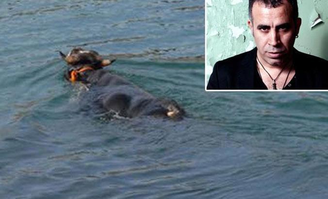 Yüzen boğanın yeni sahibi Haluk Levent oldu; adını 'Ferdinand' koydu