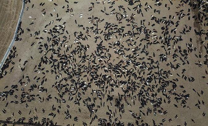 O çiftliğin yakınlarında yaşayıp, besicilik yapanların 'şarbon' tedirginliği