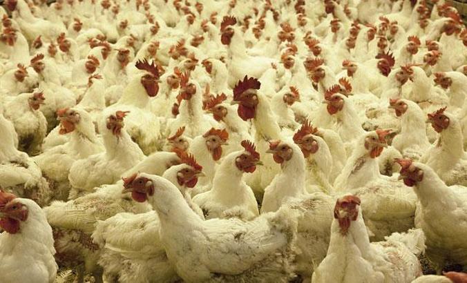 Şeker Piliç'in kesimhane ve idare binası Garanti Bankası'nın oldu