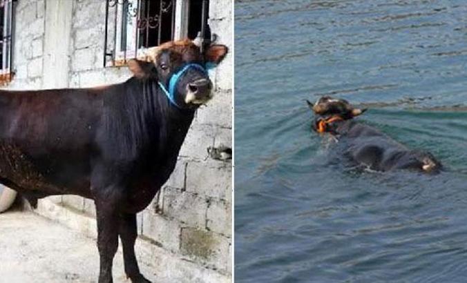 Yüzen boğa 'Ferdinand', Avrupa basınında