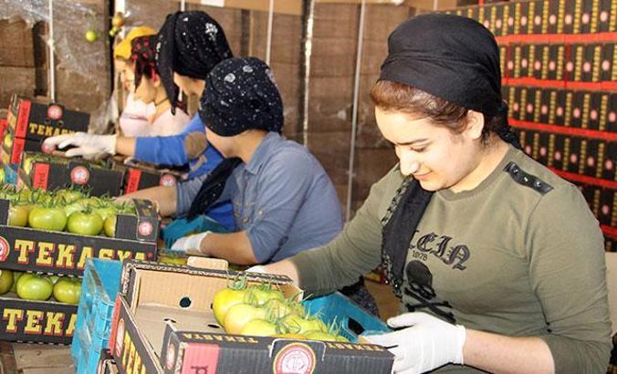 Bu köyde yılda 44 milyonluk domates üretiliyor