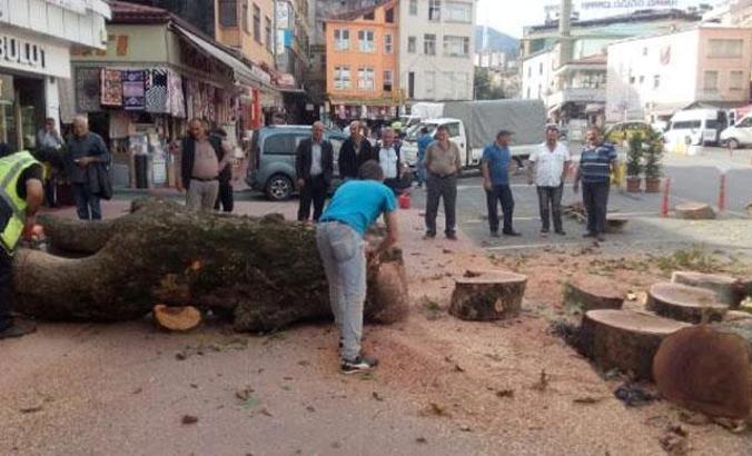 Rize'de asırlık çınarın kesilmesine tepki