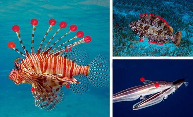 Akdeniz’de insan sağlığı için 10 tehlikeli yabancı türe dikkat