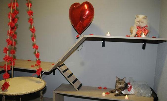 Bursa'da 5 yıldızlı kedi otelinde balayı odası da var