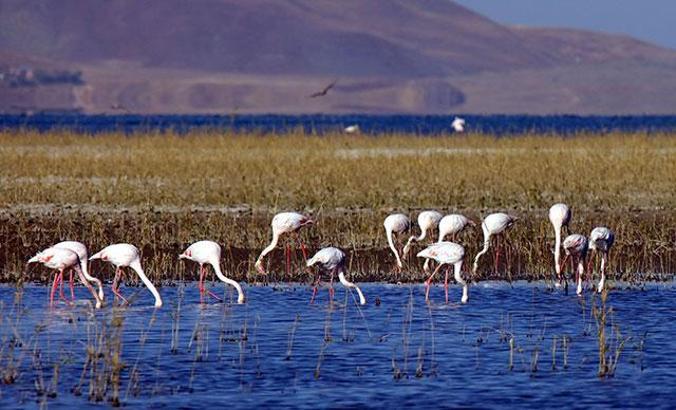 'Van Erçek Gölü'nde 8'inci Flamingo Festivali' yapıldı