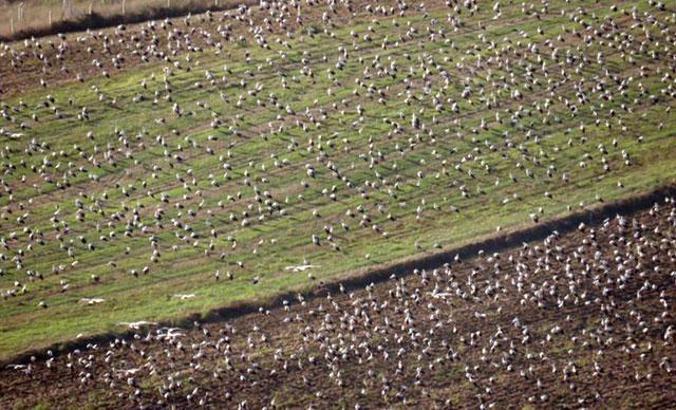İstanbul'dan 871 bin leylek geçti