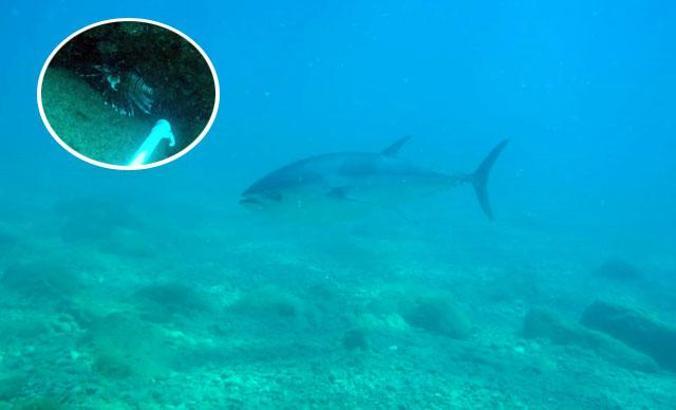 Konyaaltı sahilinde orkinos ve aslan balığı görüntülendi