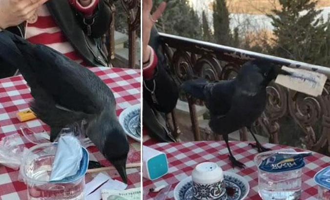 Haylaz karga Pierre Loti'nin maskotu oldu