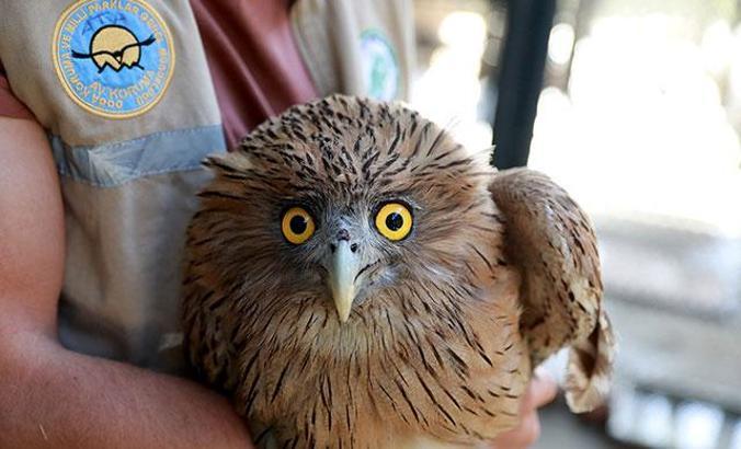 Dünyada çok nadir bulunuyor! Mersin'de vatandaşlar buldu